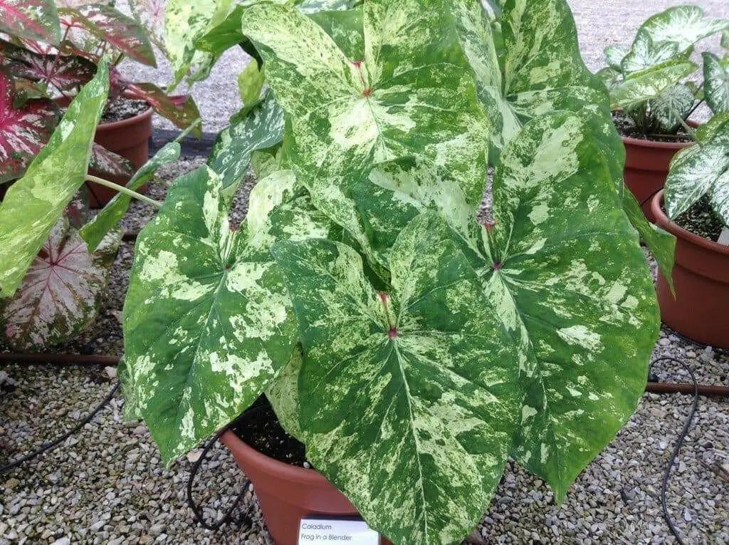 Fancy Leaf Plants