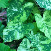 Caladium Bulbs, Frog in a Blender ,TROPICAL FOLIAGE - Caribbean garden seed
