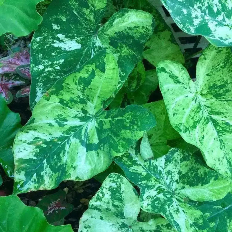 Caladium Bulbs, Frog in a Blender ,TROPICAL FOLIAGE - Caribbean garden seed
