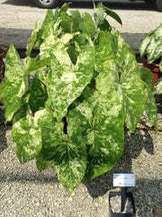 Caladium Bulbs, Frog in a Blender ,TROPICAL FOLIAGE - Caribbean garden seed