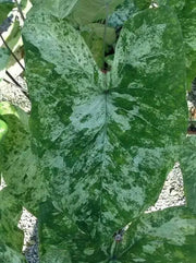 Caladium Bulbs, Frog in a Blender ,TROPICAL FOLIAGE - Caribbean garden seed