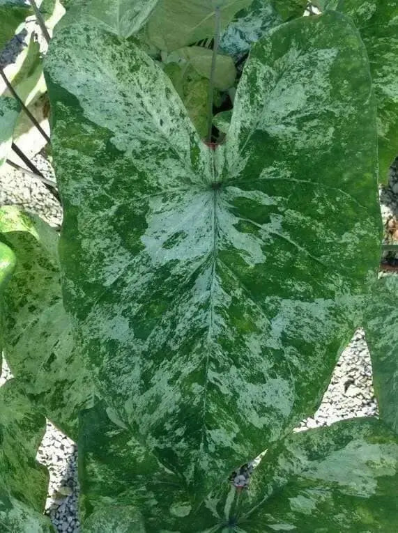Caladium Bulbs, Frog in a Blender ,TROPICAL FOLIAGE - Caribbean garden seed