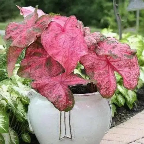 Caladium fannie munson,(3 Bulbs) tropical foliage plants - Caribbean garden seed