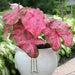 Caladium fannie munson,(3 Bulbs) tropical foliage plants - Caribbean garden seed