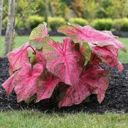Caladium fannie munson,(3 Bulbs) tropical foliage plants - Caribbean garden seed