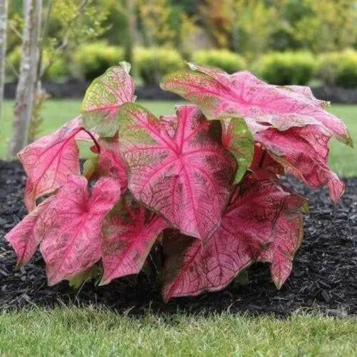 Caladium fannie munson,(3 Bulbs) tropical foliage plants - Caribbean garden seed