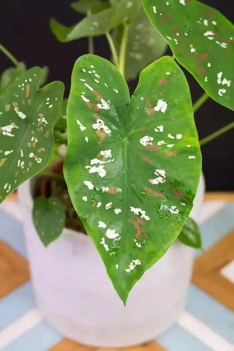 CALADIUM BULBS-FLORIDA CLOWN, TROPICAL HOUSE PLANT - Caribbean garden seed