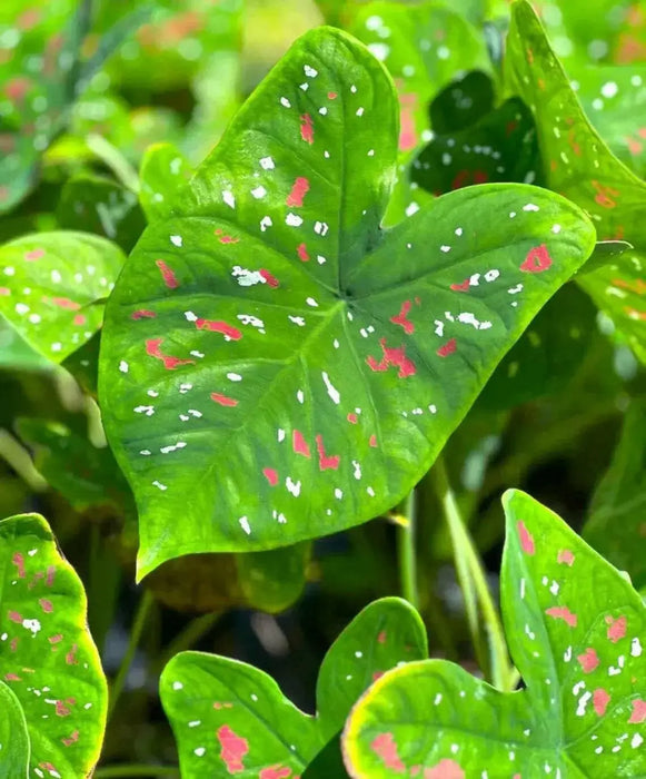 CALADIUM BULBS-FLORIDA CLOWN, TROPICAL HOUSE PLANT - Caribbean garden seed