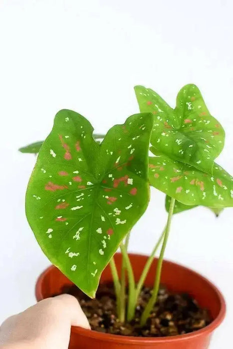 CALADIUM BULBS-FLORIDA CLOWN, TROPICAL HOUSE PLANT - Caribbean garden seed