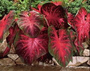Caladium Bulbs, Red Flash, TROPICAL FOLIAGE - Caribbean garden seed