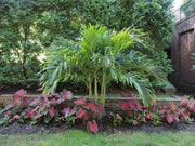 Caladium Bulbs, Red Flash, TROPICAL FOLIAGE - Caribbean garden seed