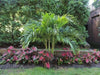 Caladium Bulbs, Red Flash, TROPICAL FOLIAGE - Caribbean garden seed