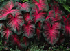 Caladium Bulbs, Red Flash, TROPICAL FOLIAGE - Caribbean garden seed