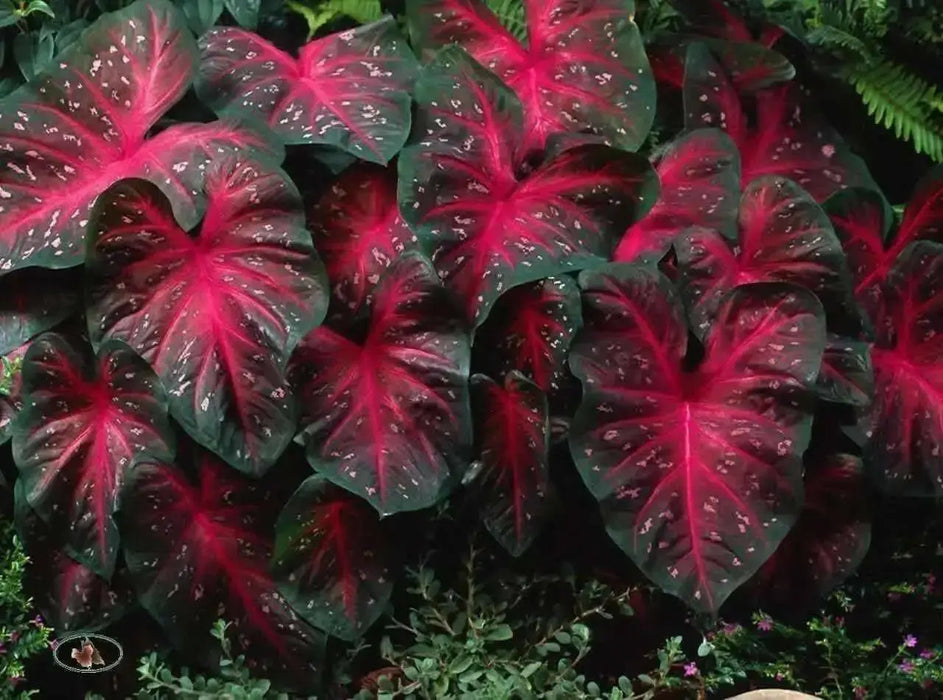 Caladium Bulbs, Red Flash, TROPICAL FOLIAGE - Caribbean garden seed