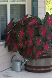 Caladium Bulbs, Red Flash, TROPICAL FOLIAGE - Caribbean garden seed