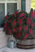 Caladium Bulbs, Red Flash, TROPICAL FOLIAGE - Caribbean garden seed