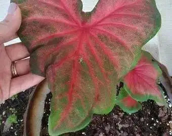 Caladium Poecile Anglais ( Bulbs) tropical foliage plants - Caribbean garden seed