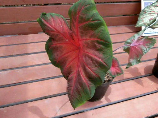 Caladium Poecile Anglais ( Bulbs) tropical foliage plants - Caribbean garden seed