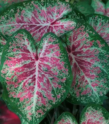 Caladium Florida Roselight, Caladium Bulbs - Caribbean garden seed