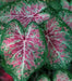 Caladium Florida Roselight, Caladium Bulbs - Caribbean garden seed
