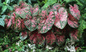 Caladium Florida Roselight, Caladium Bulbs - Caribbean garden seed