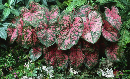 Caladium Florida Roselight, Caladium Bulbs - Caribbean garden seed
