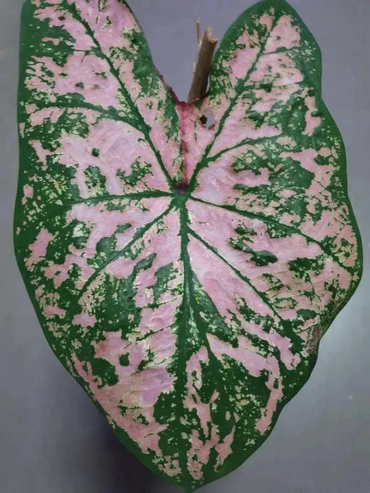 Caladium Florida Roselight, Caladium Bulbs - Caribbean garden seed