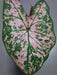 Caladium Florida Roselight, Caladium Bulbs - Caribbean garden seed