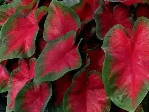 Caladium Florida Cardinal,(6 Bulbs) tropical foliage plant - Caribbean garden seed