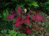 Caladium Florida Cardinal,(6 Bulbs) tropical foliage plant - Caribbean garden seed
