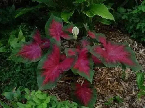 Caladium Florida Cardinal,(6 Bulbs) tropical foliage plant - Caribbean garden seed