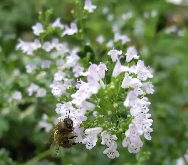 CALAMINTHA Nepeta Seeds,(Lesser Calamint - Herb ) Perennial, - Caribbean garden seed