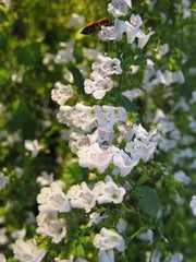 CALAMINTHA Nepeta Seeds,(Lesser Calamint - Herb ) Perennial, - Caribbean garden seed