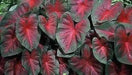 Caladium John Peed,(4 Bulbs) tropical foliage plants - Caribbean garden seed