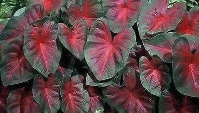 Caladium John Peed,(4 Bulbs) tropical foliage plants - Caribbean garden seed