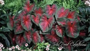 Caladium John Peed,(4 Bulbs) tropical foliage plants - Caribbean garden seed
