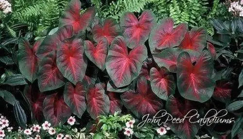 Caladium John Peed,(4 Bulbs) tropical foliage plants - Caribbean garden seed