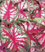 Caladium Gypsy rose, TROPICAL FLOAGE Bulbs - Caribbean garden seed
