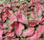 Caladium Gypsy rose, TROPICAL FLOAGE Bulbs - Caribbean garden seed