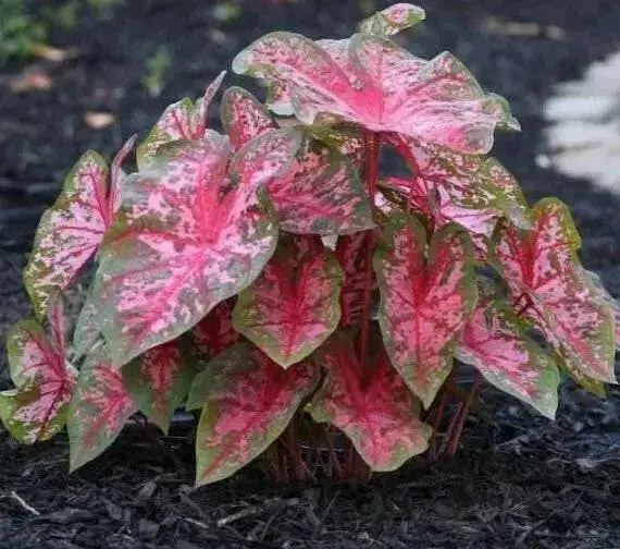 Caladium Gypsy rose, TROPICAL FLOAGE Bulbs - Caribbean garden seed