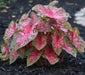 Caladium Gypsy rose, TROPICAL FLOAGE Bulbs - Caribbean garden seed