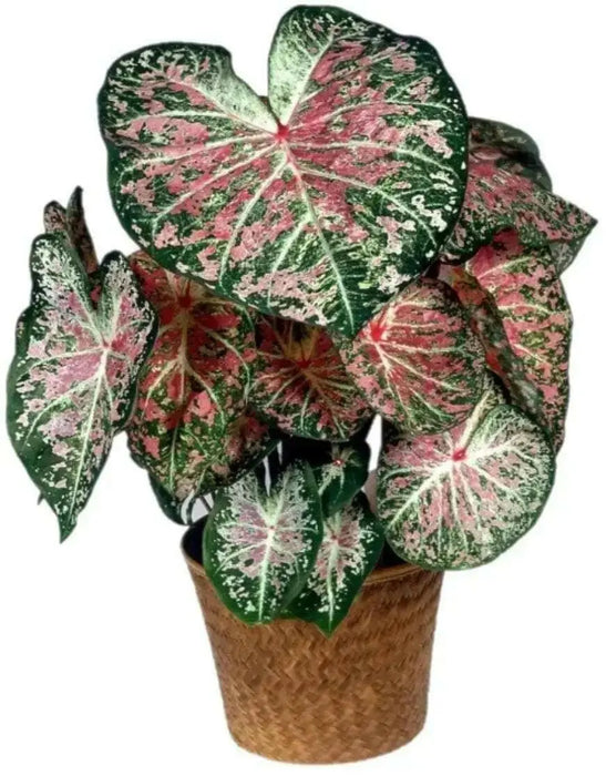Caladium Bulbs (Pink Cloud) Tropical foliage - Caribbean garden seed