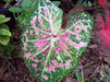 Caladium Bulbs (Pink Cloud) Tropical foliage - Caribbean garden seed