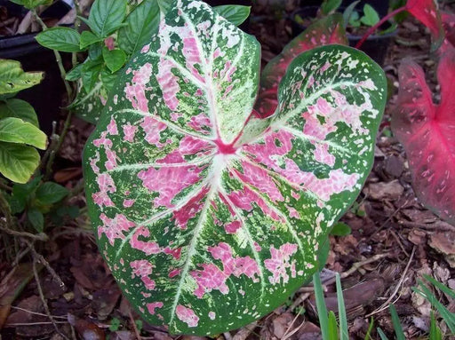 Caladium Bulbs (Pink Cloud) Tropical foliage - Caribbean garden seed
