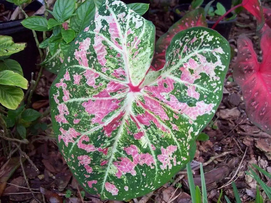 Caladium Bulbs (Pink Cloud) Tropical foliage - Caribbean garden seed