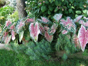 Caladium Bulbs (Pink Cloud) Tropical foliage - Caribbean garden seed