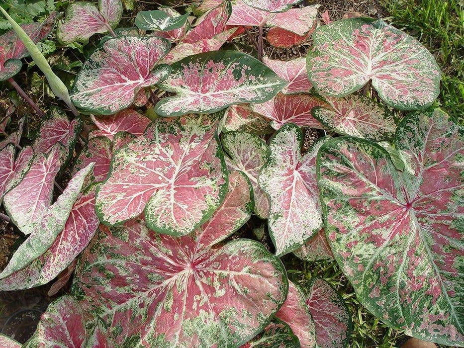 Caladium Bulbs (Pink Cloud) Tropical foliage - Caribbean garden seed