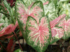 Caladium Bulbs (Pink Cloud) Tropical foliage - Caribbean garden seed