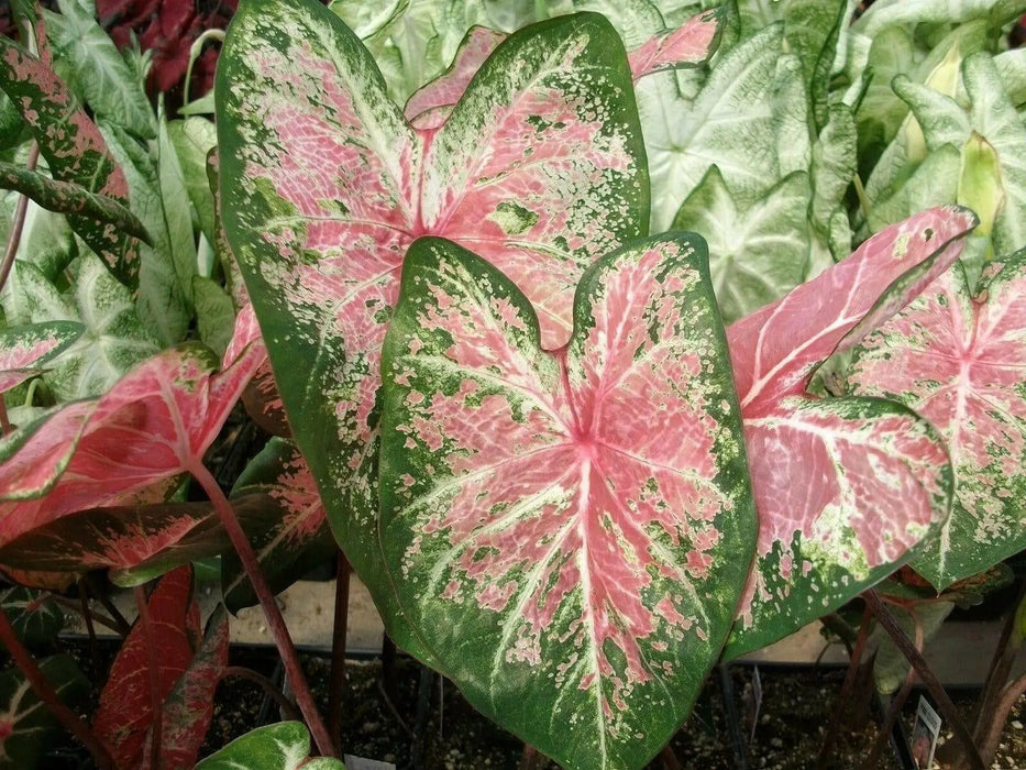 Caladium Bulbs (Pink Cloud) Tropical foliage - Caribbean garden seed