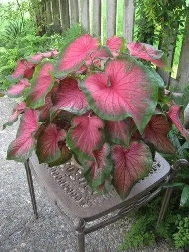 Caladium Florida Sweetheart ( 5 Bulbs) tropical foliage plants - Caribbean garden seed